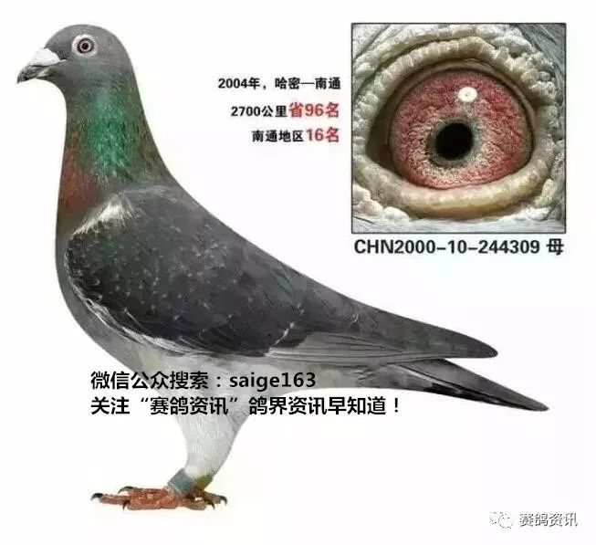 揭秘獨家自制賽鴿比賽提速藥秘訣，輕松贏在起跑線！