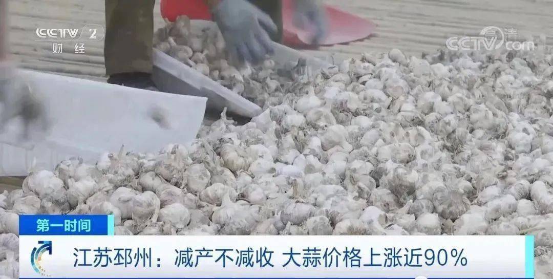 邳州大蒜今日行情更新，新鮮市場動(dòng)態(tài)解析
