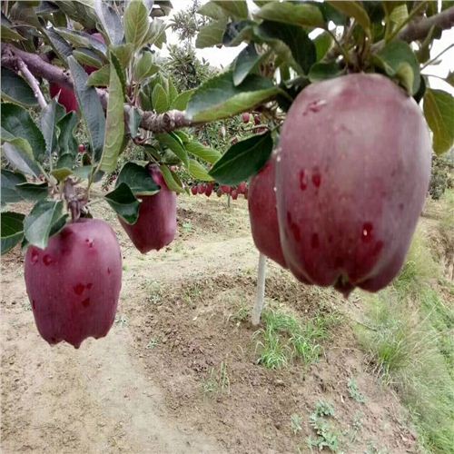 紅寶石甜蘋(píng)果最新動(dòng)態(tài)，科技前沿的甜蜜之旅揭秘